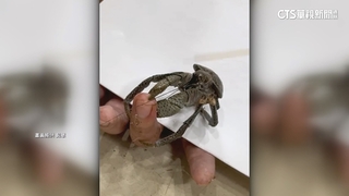 多麼痛的領悟！　遭椰子蟹夾指2小時　男：像被老虎鉗夾到