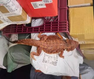 超商包裹驚現紅色鬆獅蜥！竟來自中國　動保處開罰1萬並沒入