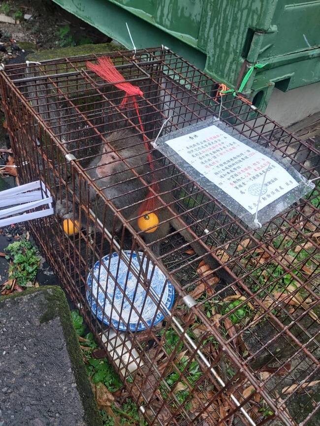 台灣獼猴逛市場「吃水果不付錢」！　北市動保處追2個半月終捕獲 | 華視新聞