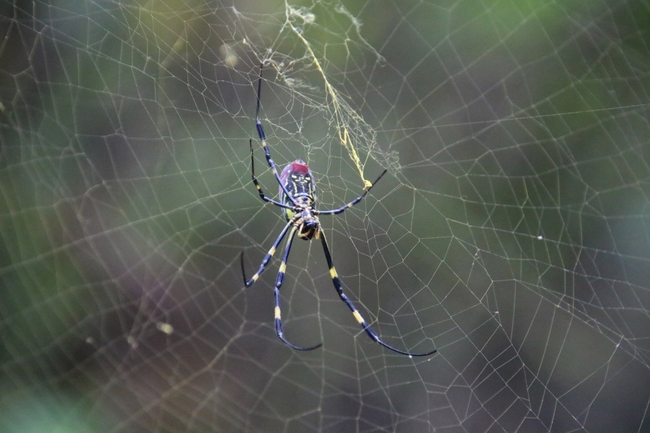 下雨時「蜘蛛1舉動」驚呆眾人！　　粉專曝理由：超級聰明 | 華視新聞