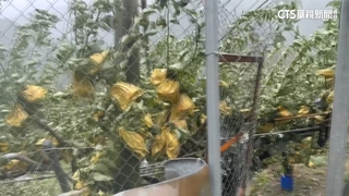 梨山昨突降冰雹！　正值甘露梨採收期　果農憂農損