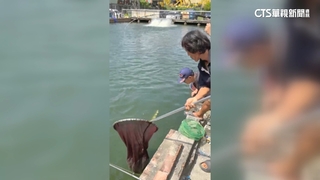 超狂釣魚場「釣鱷魚」　需2壯男拉上岸「2天4隻全釣光」