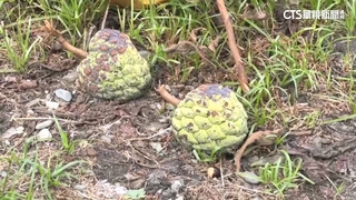 風速爭議領嘸理賠？　2億釋迦農損慘　產險公司：將研議