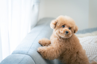 別讓毛孩吸二手菸！   罹癌率飆4倍    醫示警：3癌恐上門