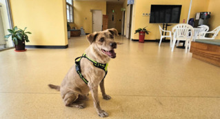 新竹市犬「棕棕」有新家了！飼主備大餐迎接　市府：快樂展開新生活