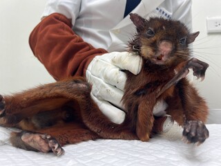 大赤鼯鼠慘摔路旁排水溝！　動保處：體力恢復將野放回棲息地