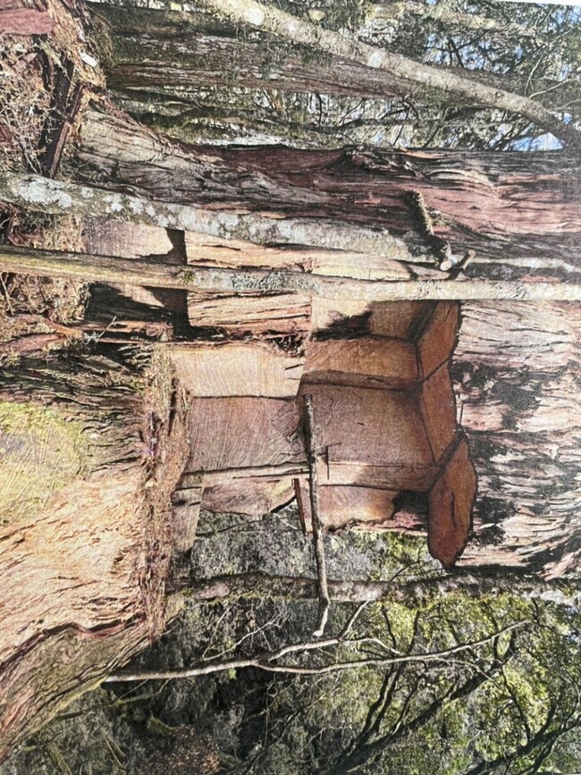 盜伐紅檜、扁柏逾1.2噸！　逃逸移工組「山老鼠集團」全遭起訴 | 華視新聞