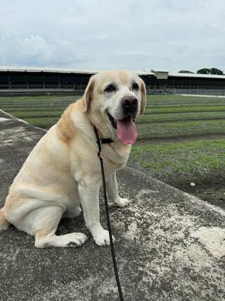 領犬員捲不當感情風波！　外界擔心「福星」狀況　新北警局回應了