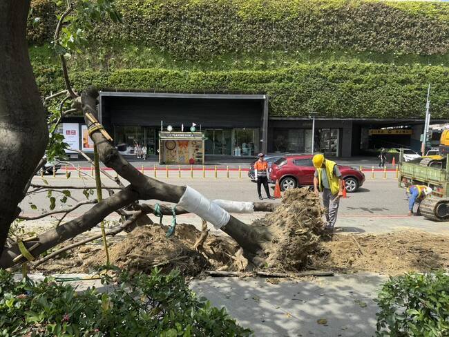 中市府稱「移除路樹與爵士音樂節無關」　議員甩證據打臉：還要繼續騙？ | 華視新聞