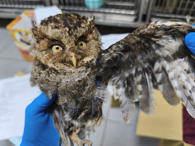 客廳傳出詭異低鳴！　開燈驚見「迷途稀客」佇立供桌　　一家全嚇傻 | 華視新聞