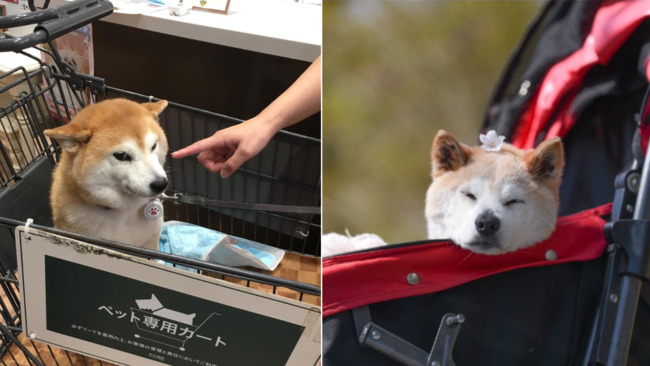 「不可以色色」迷因柴犬過世　台網友不捨：願在彩虹橋上能無限色色 | 華視新聞