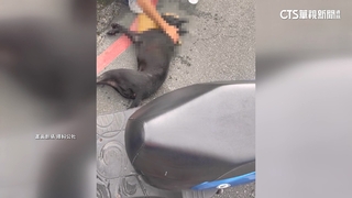 飼主騎機車遛狗　狗體力不支四肢傷倒地亡