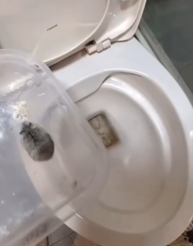 女將10倉鼠倒入馬桶沖走　台中動保處：已函送台中地檢署偵辦 | 華視新聞