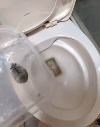 女將10倉鼠倒入馬桶沖走　台中動保處：已函送台中地檢署偵辦