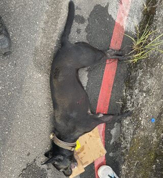 飼主騎車遛狗致犬隻死亡　辯「不知體力不支」　警依法送辦
