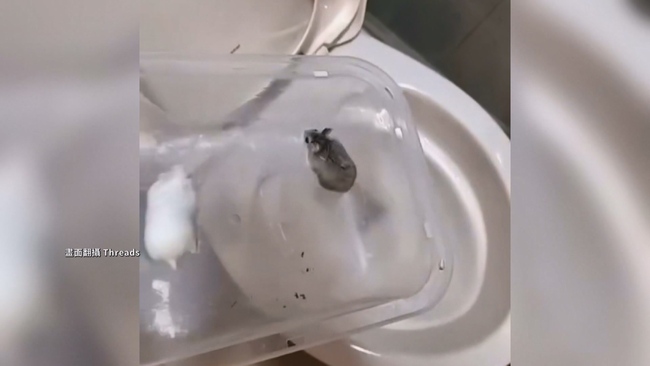 將10倉鼠倒馬桶沖掉引眾怒　身分曝光是失聯泰籍移工　中市警：已收容 | 華視新聞