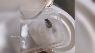 將10倉鼠倒馬桶沖掉引眾怒　身分曝光是失聯泰籍移工　中市警：已收容