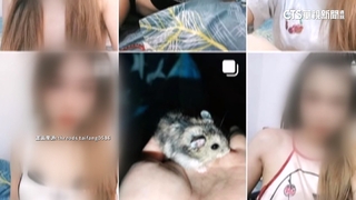 10隻倉鼠丟馬桶沖掉還po網！　原是逃逸女移工早被抓