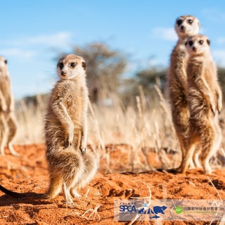 農業部擬「開放飼養狐獴」 　　動保團體反對：別重蹈動物受苦悲劇