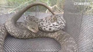 台南安南蛇出沒闖雞舍　同地點4個月連抓12條蛇