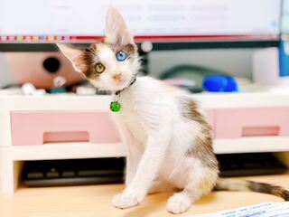 「一眼大海、一眼星辰」異色瞳幼貓戰勝病魔！展開幸福新生活