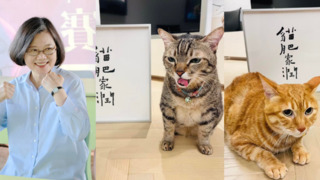 蔡英文迎69歲生日　曬貓許願：望「貓肥家潤」、台灣風調雨順