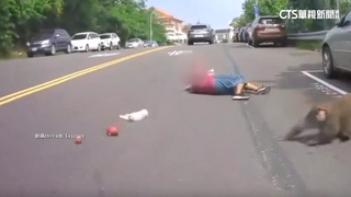 中元普渡遇潑猴！婦遭撲倒「頭著地」　宮廟備空氣槍驅趕