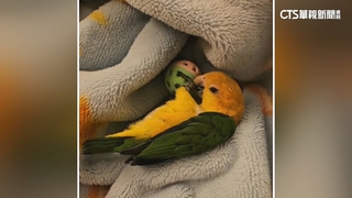 祭6.6萬獎金急尋鸚鵡「小寶」　飼主：黏人像自己小孩