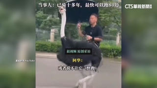 中國男騎鴕鳥逛大街影片爆紅　稱時速可達80公里