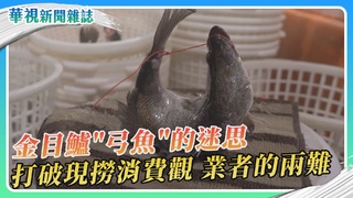 金目鱸「弓魚」的迷思 現撈消費觀 業者的兩難｜華視新聞雜誌