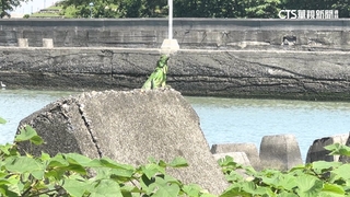 綠鬣蜥肆虐婦持長竿護紅豆　屏獵龍小組8個月領581萬禮券