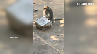 壽山獼猴又闖禍！　推倒嬰兒車搶提袋　襲擊雞蛋糕攤販