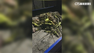 農民怨綠鬣蜥闖田吃到飽　獵蜥戰隊1夜抓140隻