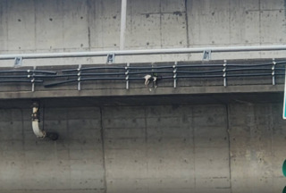 貓詭異高掛橋上！　北市動保處成功救獲　擇期開放認養