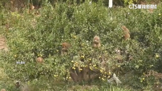 猴大王化身特戰兵「空降」偷吃　果農損失十幾萬氣炸