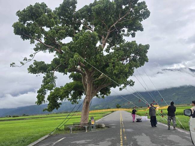 強颱樺加沙逐步逼近！　池上地標「金城武樹」再被五花大綁 | 華視新聞