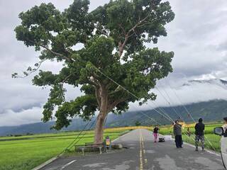強颱樺加沙逐步逼近！　池上地標「金城武樹」再被五花大綁