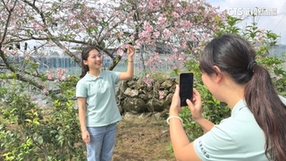 南投石馬公園9月櫻花開　專家：天氣異常.忽冷忽熱