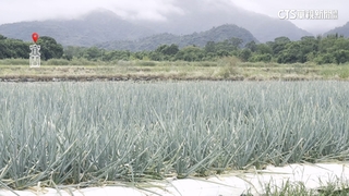 颱風兩樣情！宜蘭三星蔥農求雨　台中香菜農憂心忡忡