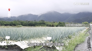 颱風兩樣情！宜蘭三星蔥農求雨　台中香菜農憂心忡忡
