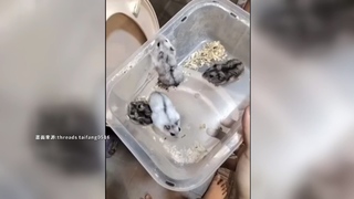 泰籍女狠將「10隻倉鼠沖馬桶」　遭判拘役60天罰20萬