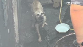 內有惡犬！郵差送信遭咬斷指　附近師生：是慣犯