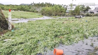 馬太鞍堰塞湖溢流！　薑田泡湯　農民初估損失逾300萬
