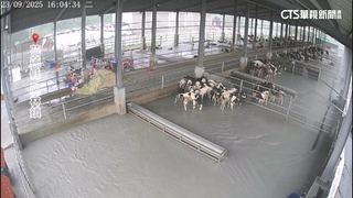 溢流釀洪災！　14公里外牧場120頭牛被沖進海