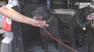 劉阿嬤愛犬守家門帶不走　「眼蓋阿嬤衣」才抱上車安置