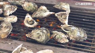 颱風影響！　本土牡蠣「量減價漲」　進口蚵「削價競爭」