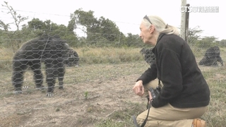 6月才來台演講！　「黑猩猩之母」珍古德辭世享耆壽91歲