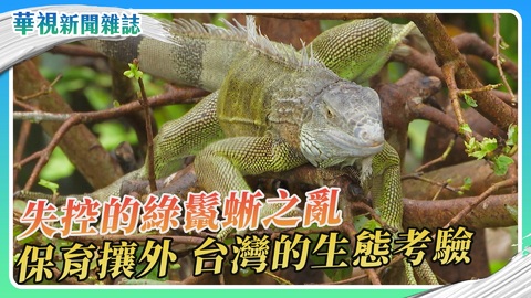 【保育攘外】失控的綠鬣蜥之亂｜華視新聞雜誌