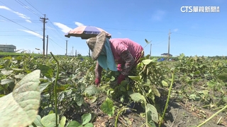 軍官退役返鄉！闢毛豆田揪高齡長者　找回社區生命力