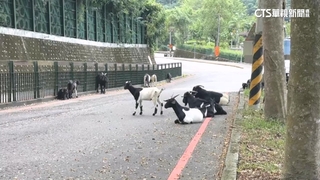 馬路有羊！放養羊群吃草霸路　駕駛無奈倒車閃開